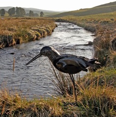 local to Aberdeen